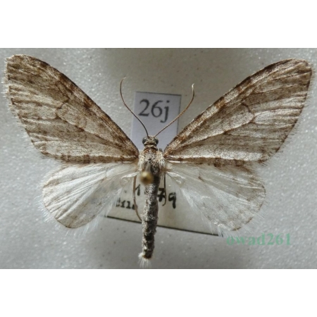 Trichopteryx carpinata (Borkhausen, 1794) Płatynka grabówka Czech26j